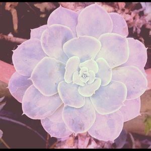 Meet your Posher, Sammy